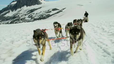 Working Alaskan Malamute dog