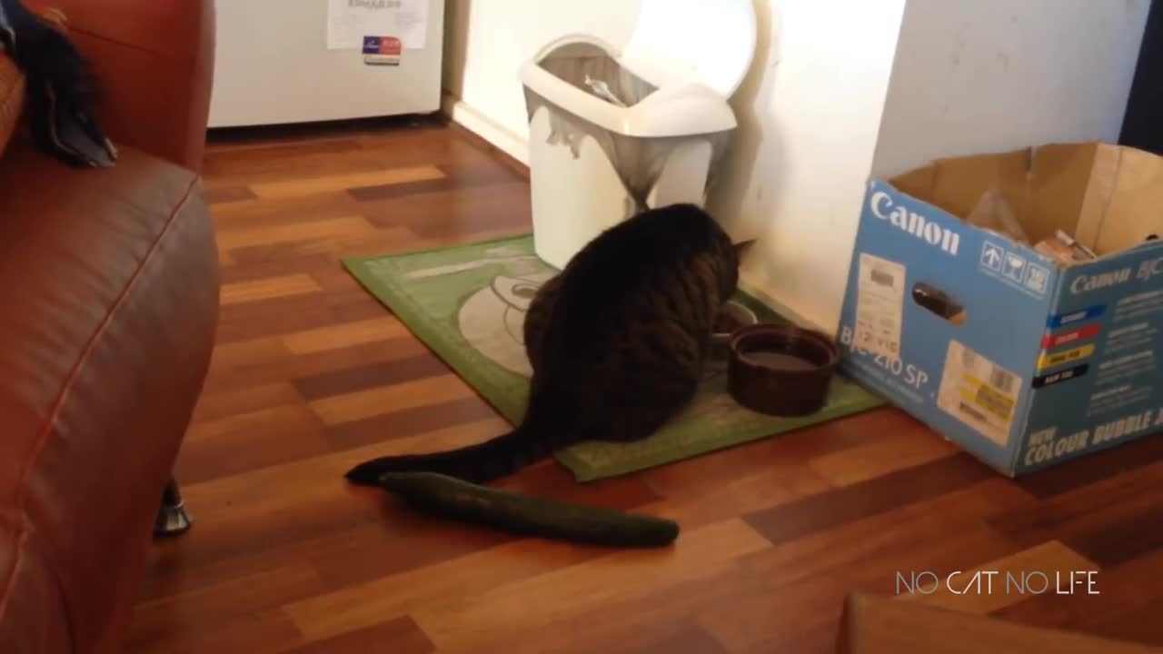 Funny cats scared by cucumbers