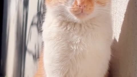 Haaaa, the kitten is dozing off