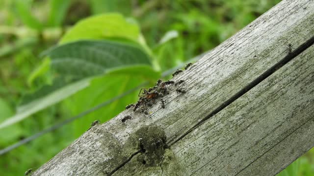 A group of ants are eating food