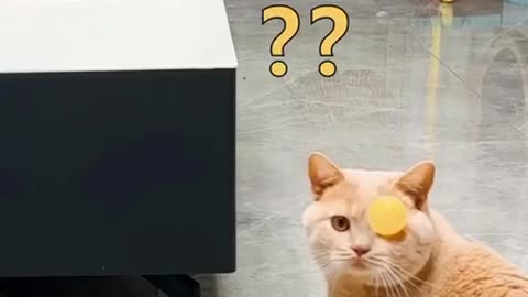Ping pong kitty