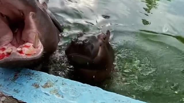 A hippopotamus