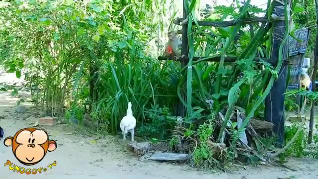 Playful Young Monkey Bully the Chicken