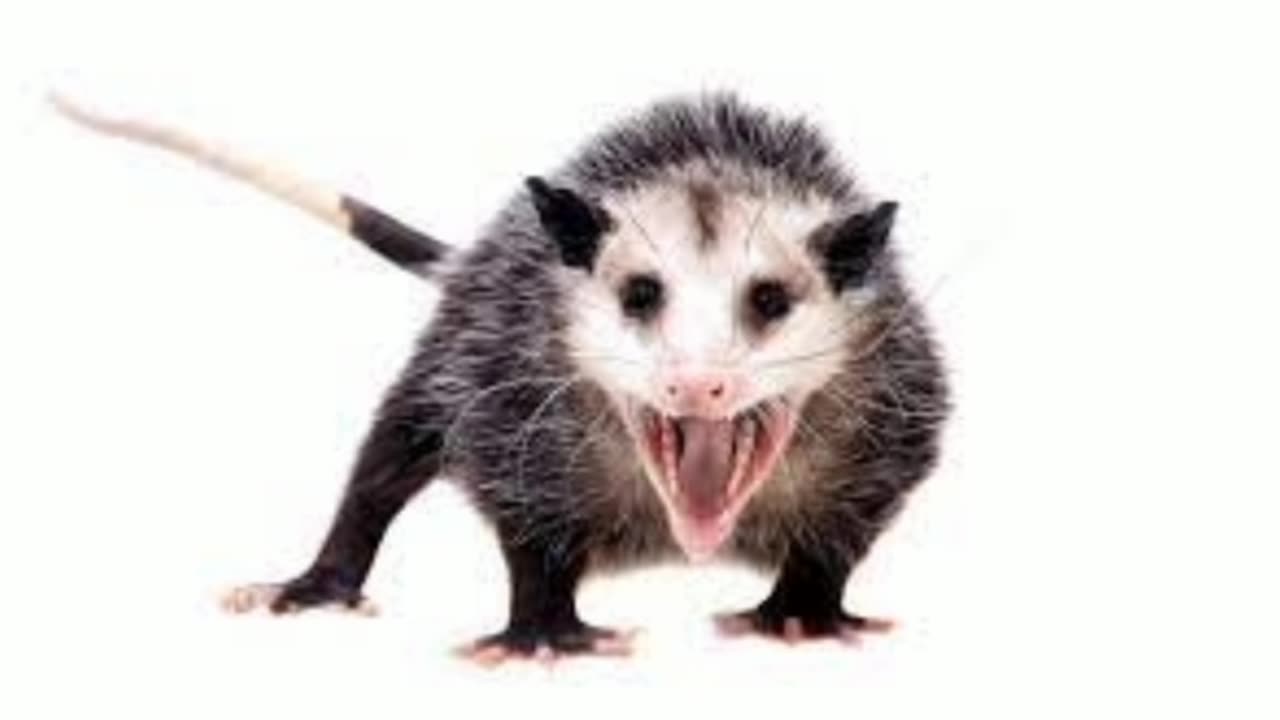 Difference Between Rat vs Possum