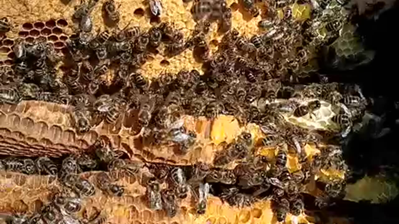 How bee work to gather