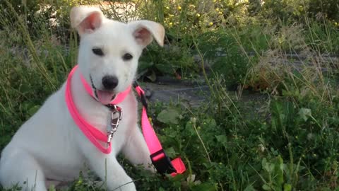 Puppy Hears Howl for First Time