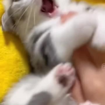 Fanny cat and kittycat video