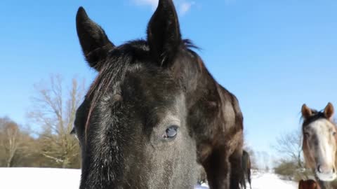 5 MINUTES of BEAUTIFUL HORSES in SNOW