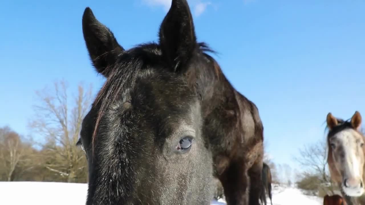 5 MINUTES of BEAUTIFUL HORSES in SNOW