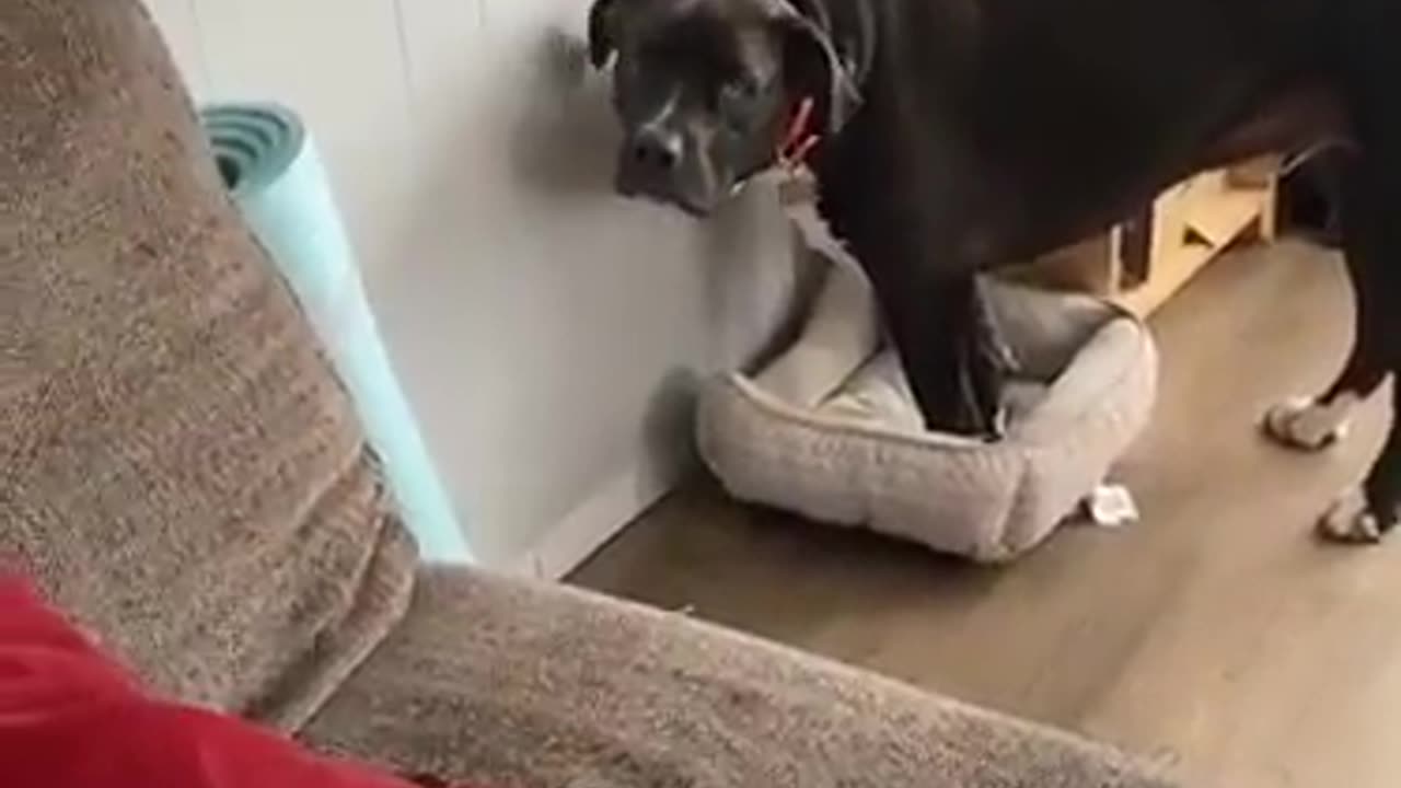 Dog Loses His Bed To Cat