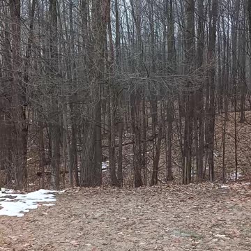 Coyotes Caterwauling