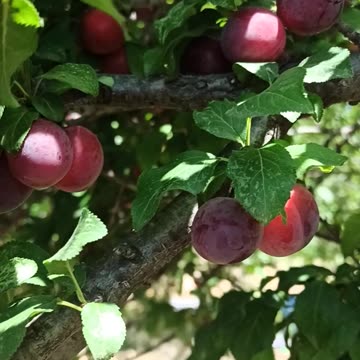 Cherry plum tree time to make some jam