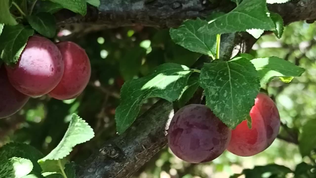 Cherry plum tree time to make some jam