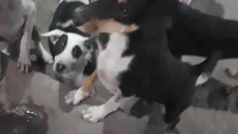 Street Dogs And Puppies Looking For Food || Dogs Loving Videos 2023
