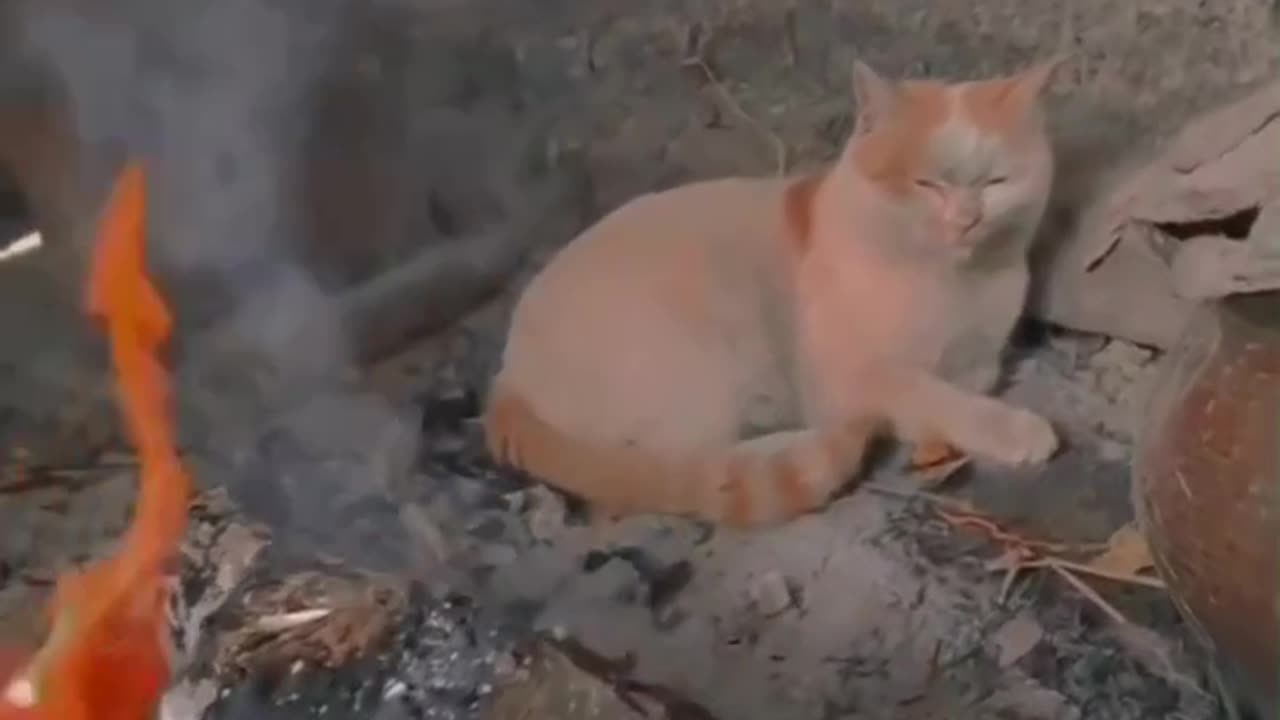 Funny Cat Video