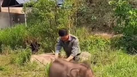 Cute baby elephant