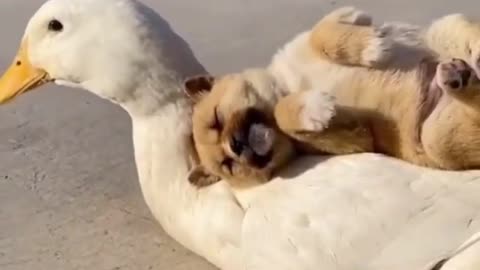 Funny animal only