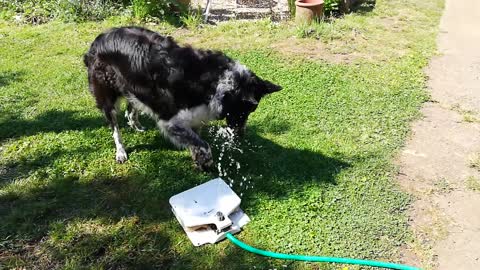 Dog Playfully Presses Pet Fountain to Get Fresh Water From it