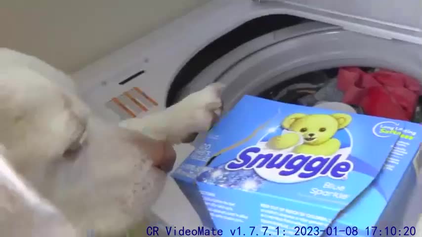 If Dogs Could do Laundry Funny Dog Maymo Shows You How to Wash Clothes