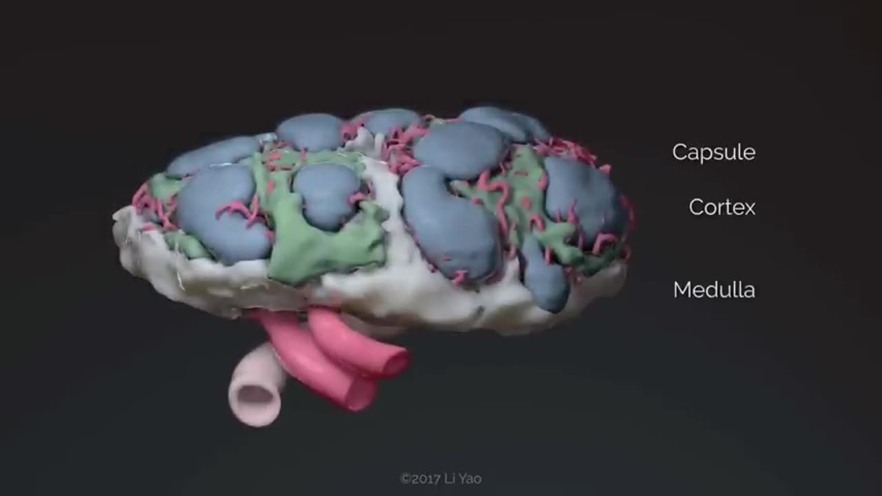 Pierre Capel - Immunologie de tweede opfrisser