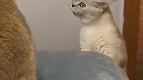 Cat song 🤣🤣
