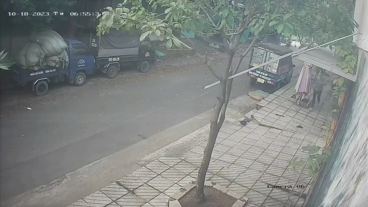 Dog snatchers got instant justice