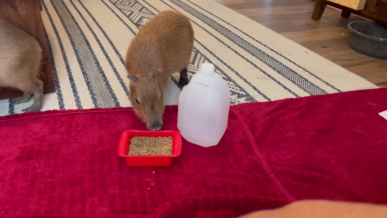 I Fed a Kitten to Capybaras