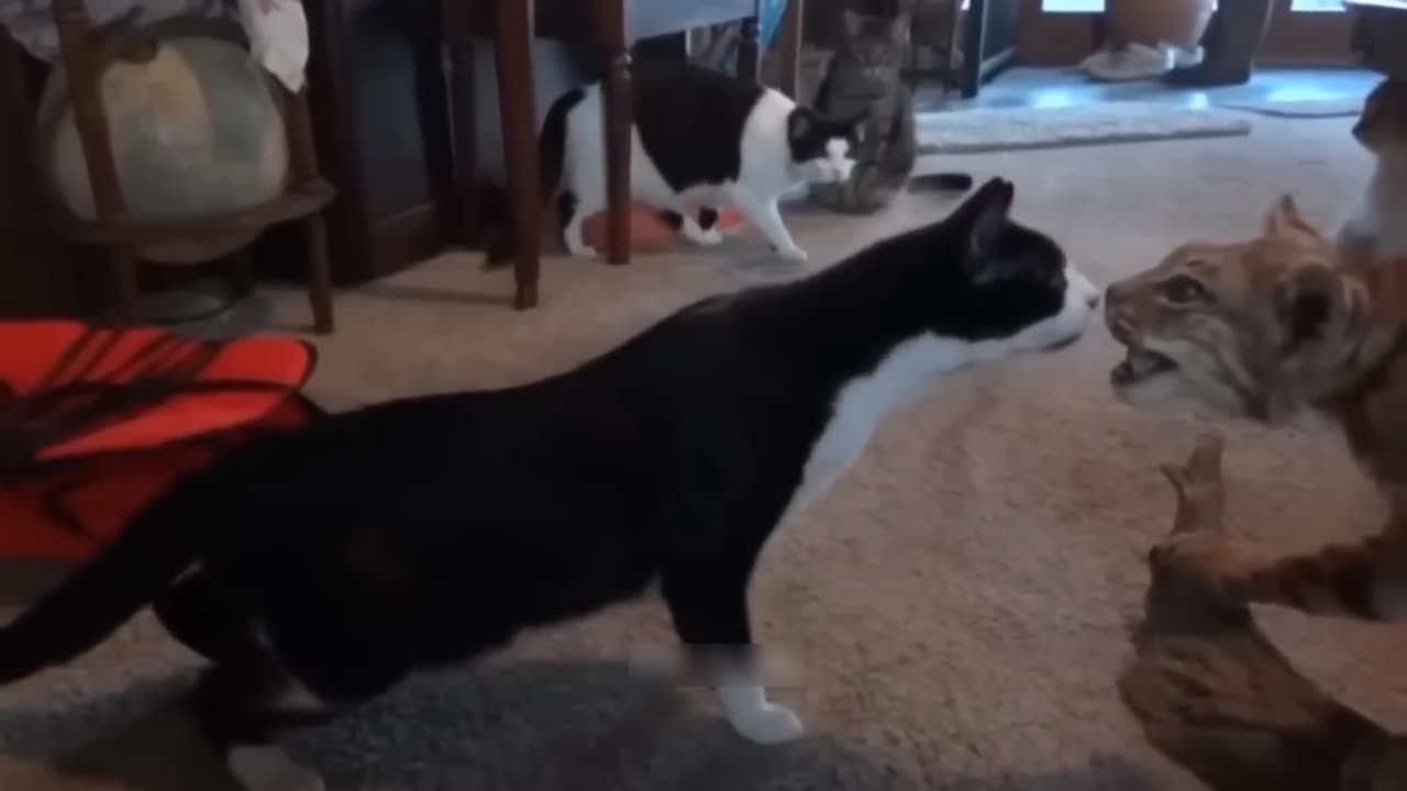 Cute and Funny Cat Compilation 2023 - Funny Pet Videos #fuunycat