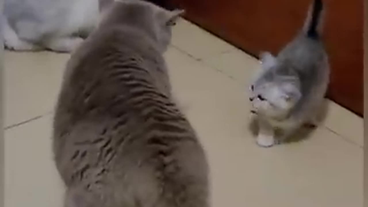 So cute cat funny video