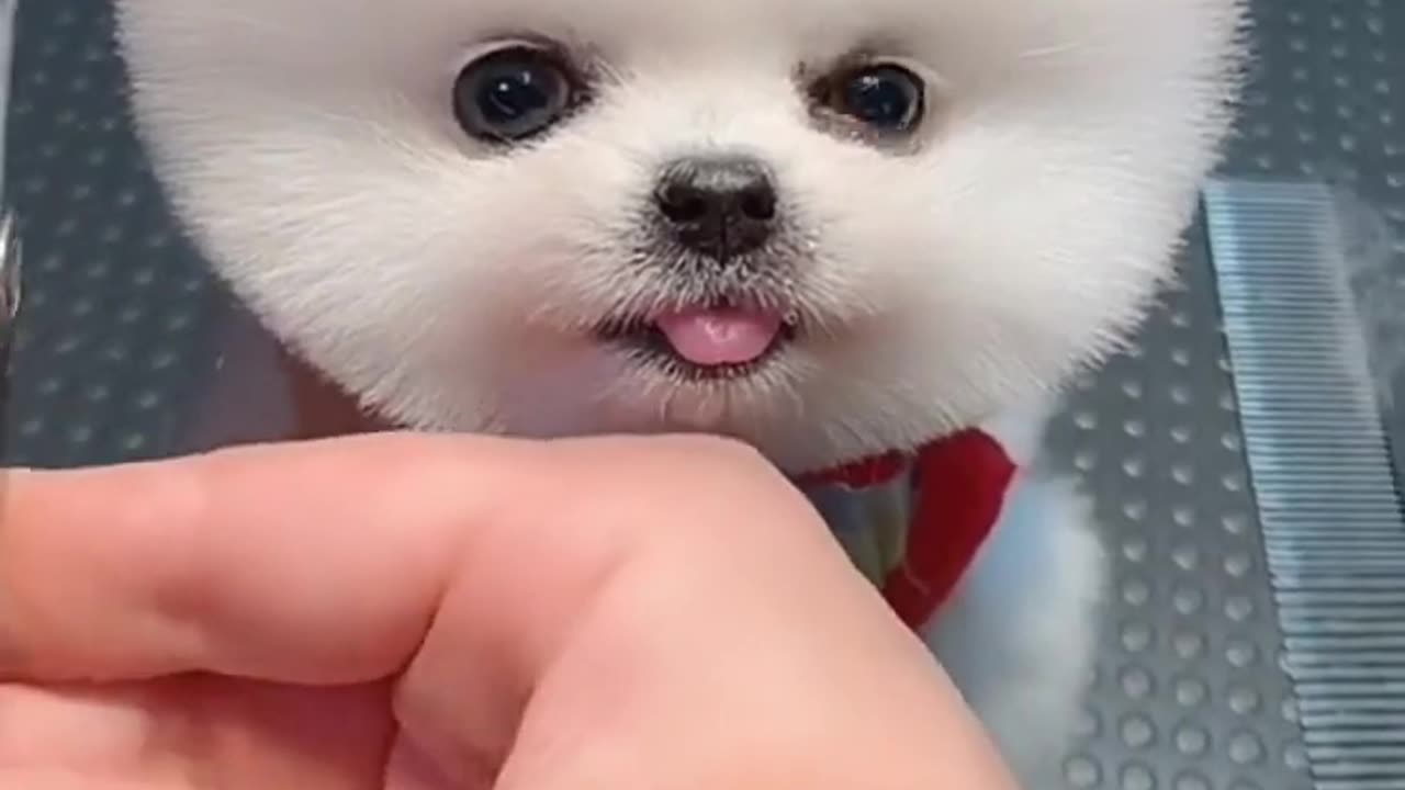 world cutest dog video