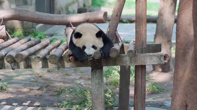 Cute giant panda 2