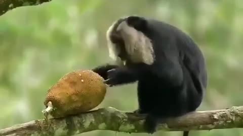 Wildlife in closer view with a natural perspective.