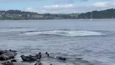 Orcas putting on a show to make the humans drive the seals back into the water