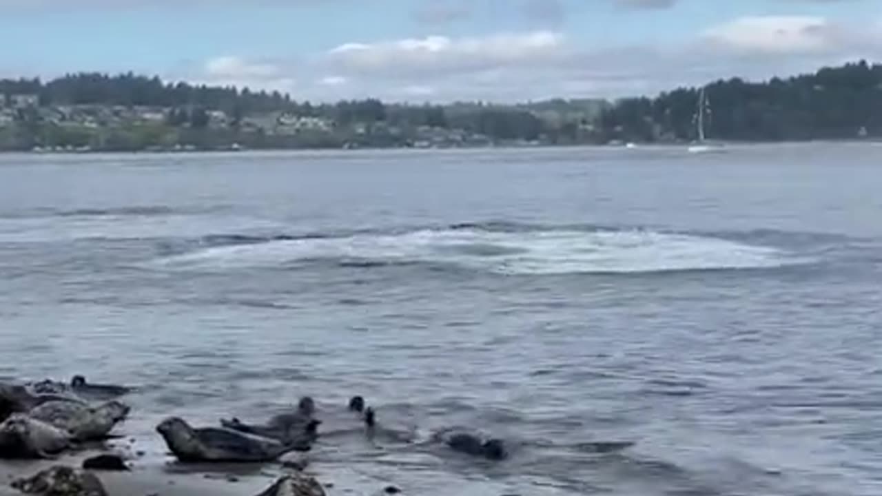Orcas putting on a show to make the humans drive the seals back into the water