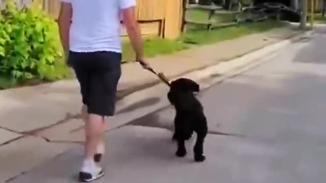 Dog Funny Collection