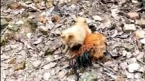 Dogs Vs Chicken Fight