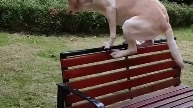 The dog just wanna be spider man