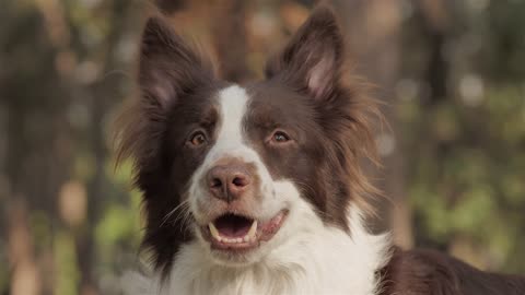 Unleashing Joy: A Playful Day in the Life of Man's Best Friend