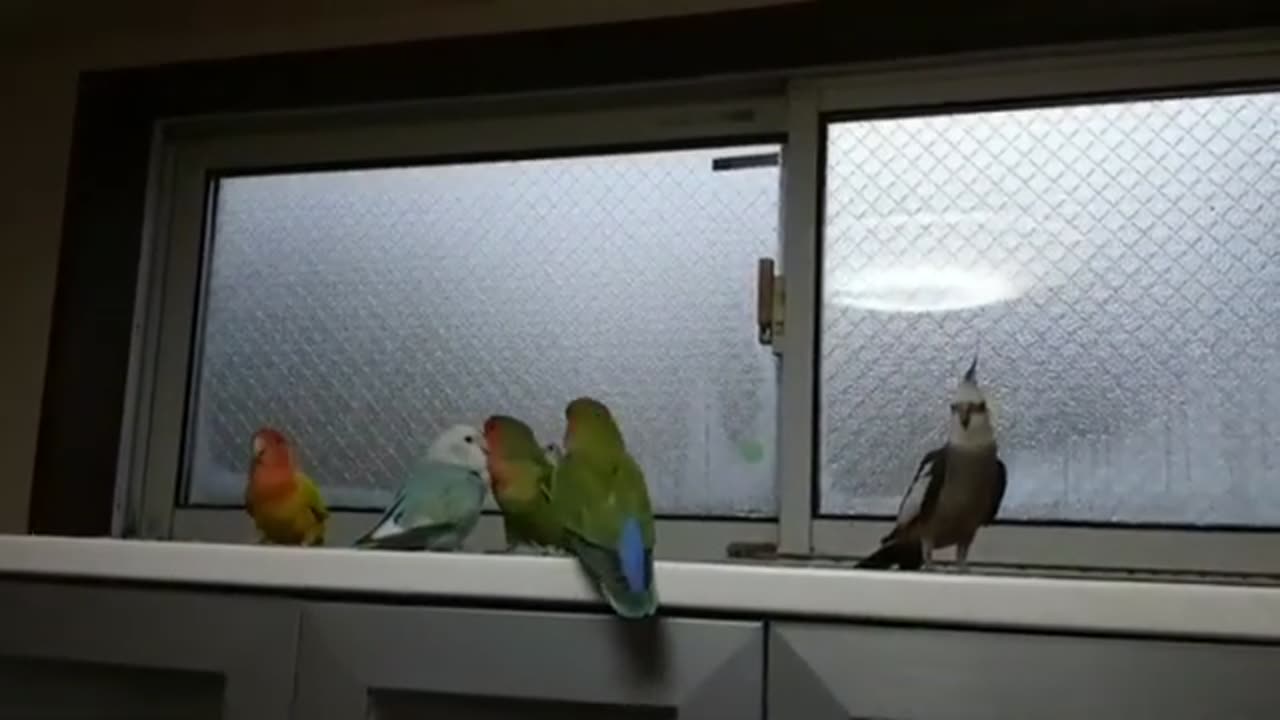 Love bird voice song cute perrot cupple love