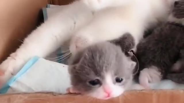 OMG So Cute Cats ♥ Best Funny Cat ❤️🐈Videos 2021 #shorts