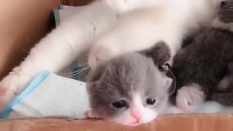 OMG So Cute Cats ♥ Best Funny Cat ❤️🐈Videos 2021 #shorts