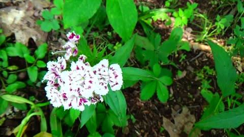 Sweet William
