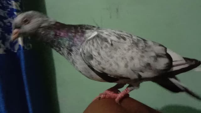 Beautiful Pigeon fly in my Hand viral video