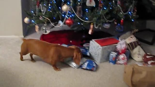 Emocionado Dachshund abre los regalos la mañana de Navidad