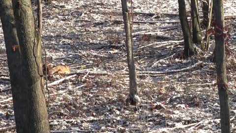 Opening Day of Rifle Public Land Saddle Buck