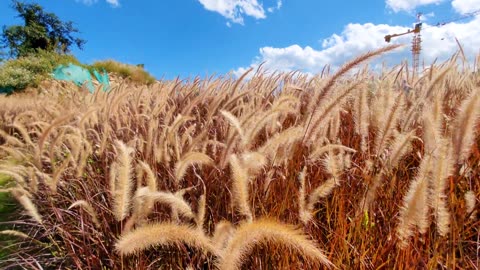 The summer wind is very refreshing and gentle, healing