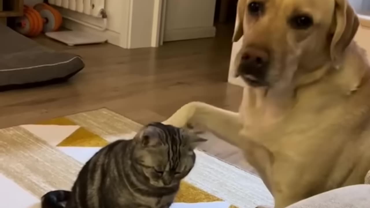 Cat and Dog Showdown: Love and Attacks