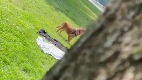 Confused Dog Searches for Owners as They Hide While Playing Fetch With him