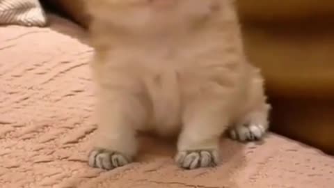 Baby Cats - Cute and Funny Cat Video