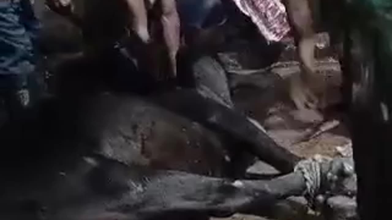 death caw